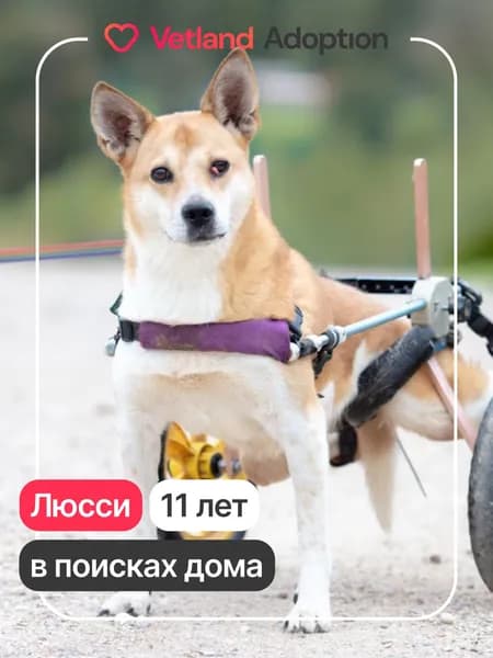 Помочь Люсси найти дом