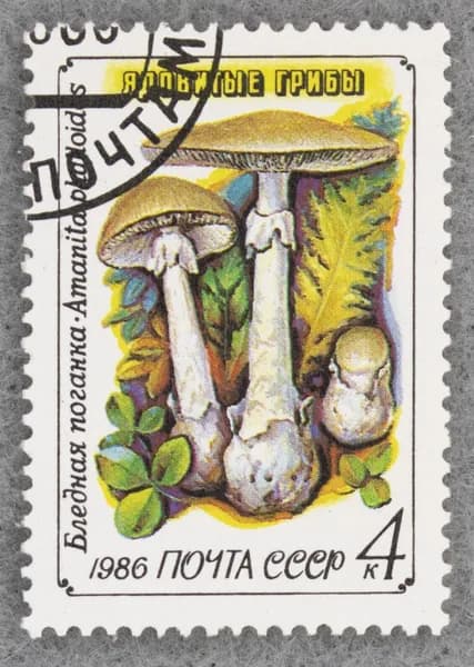 Почтовая марка "Бледная поганка (Amanita phalloides)". Номинал 4 коп. СССР. 1986 год. (Загорский 5655)