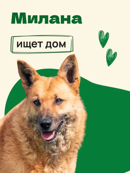 Помочь Милане найти дом