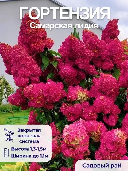 Саженцы гортензии Самарская Лидия