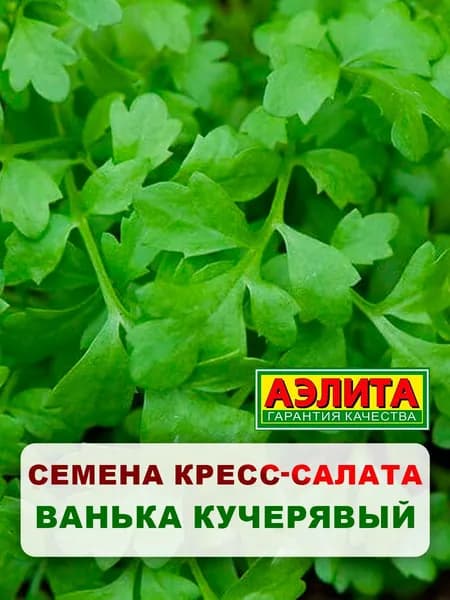 Семена кресс-салат "Ванька кучерявый", 1 г, для дома, дачи и огорода, кресс-салат из семян, в открытый грунт