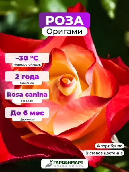 Саженец Роза флорибунда Оригами