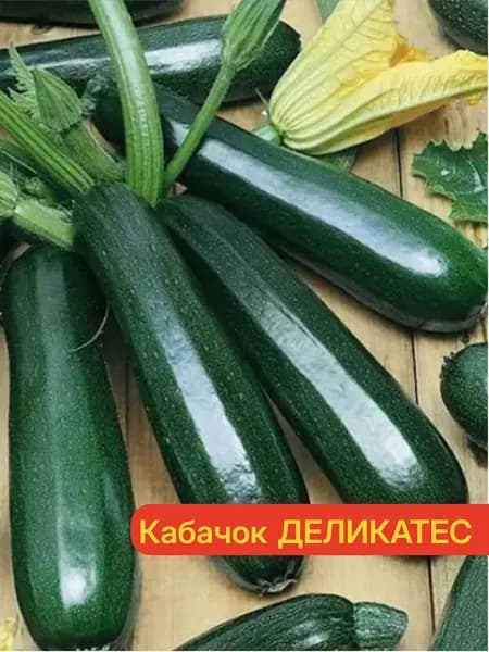 Кабачок ДЕЛИКАТЕС цуккини - Раннеспелый кустовой, урожайный (до 9 кг/м2)! / Семена 10 шт. - Агрофирма АЭЛИТА