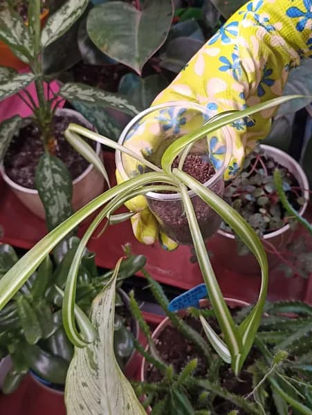 Хлорофитум кудрявый (Chlorophytum comosum), саженец, 1 шт.