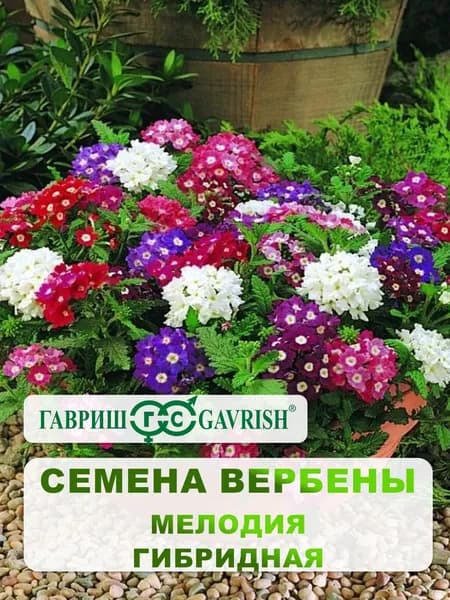 Семена Вербены гибридная "Мелодия" смесь 0,05 гр.