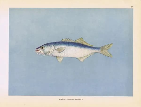 Рыбы. Луфарь. Антикварная офсетная литография. СССР, 1949 год