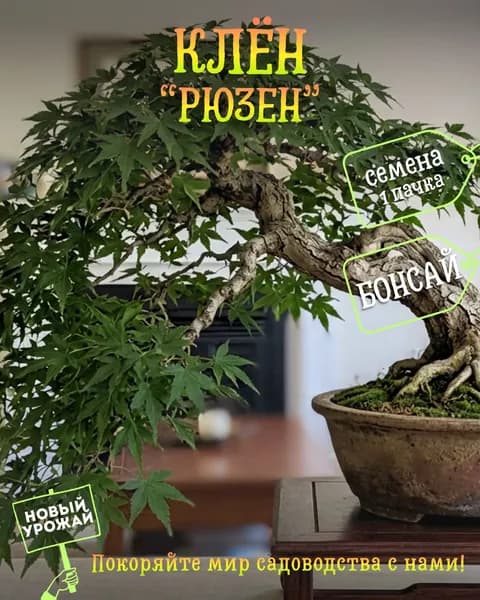 Клён Рюзен, семена, 10 шт. (бонсай)