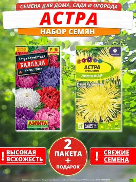 Семена астра для дома сада посадки