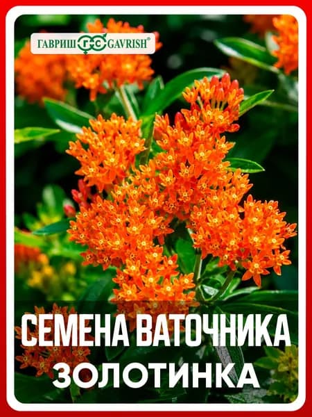 Семена Ваточник клубневой "Золотинка" 0,03 гр, многолетние цветы для дачи, сада и огорода, клумбы, в открытый грунт, в контейнер, цветы из семян в домашних условиях.
