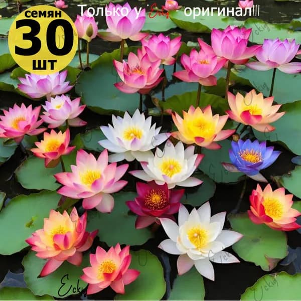 Лотос Обыкновенный семена (30шт)