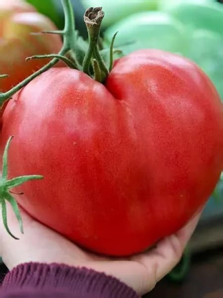 Томат бычье сердце профессиональные семена
