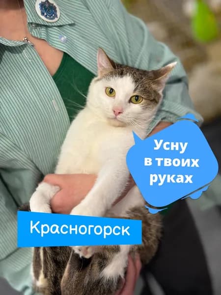 Помочь котику Красногорску найти дом
