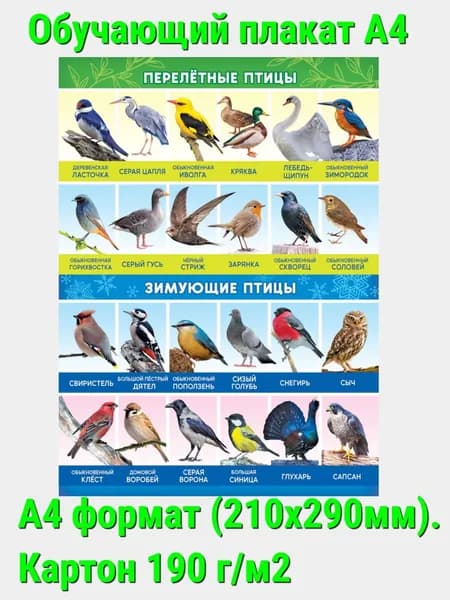 Обучающий плакат А4 "Зимующие и перелетные птицы" ПОМ-013