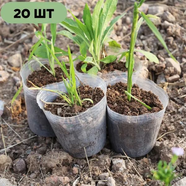Вазон 0.17 л,, 2 шт, цвет прозрачный