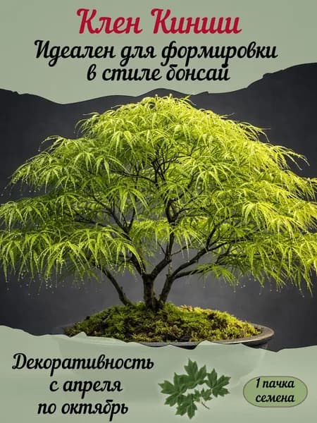 Клен Кинши, семена, 10 шт. (бонсай)
