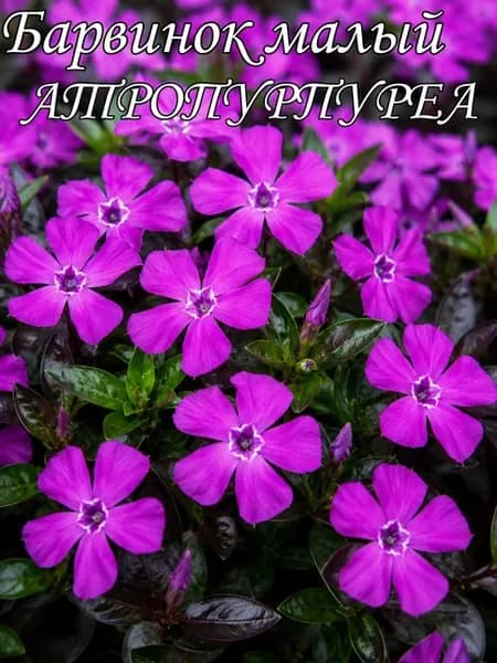 барвинок малый Атропурпуреа