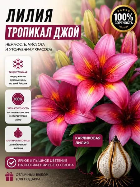 Саженец карликовой лилии "Тропикал Джой"
