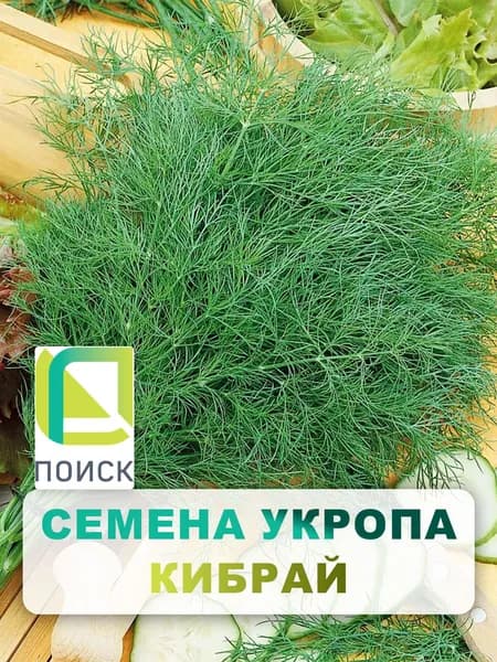 Семена Укроп "Кибрай", 3 гр, пряности и зелень, для дома, дачи и огорода, в открытый грунт, в контейнер.