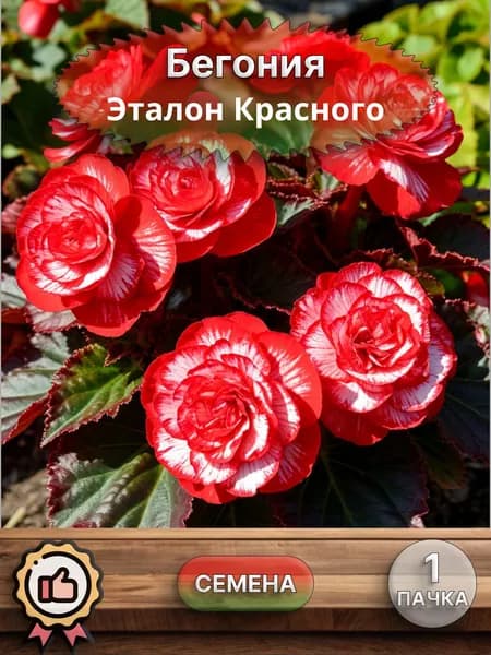 Бегония Эталон Красного, семена 10 шт.