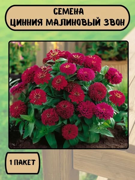 Цинния Малиновый звон, семена 10 шт