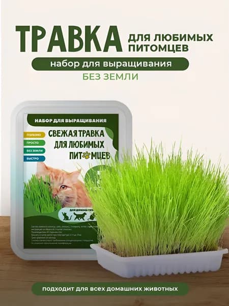 Трава для кошек, набор для выращивания, лакомство для животных в лотке, на 3 посадки