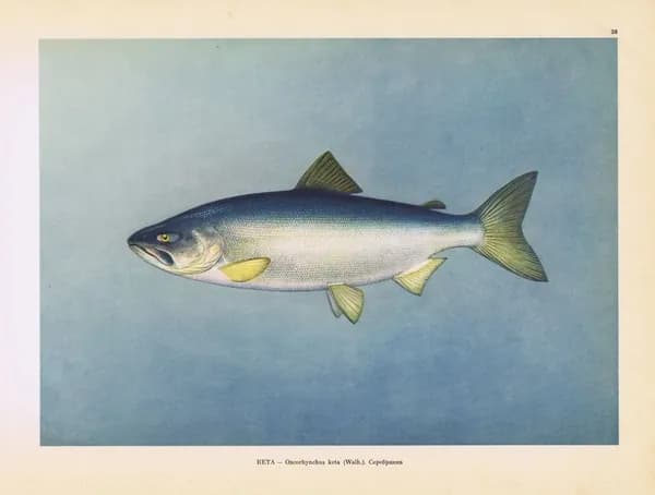 Рыбы. Кета (серебрянка). Антикварная офсетная литография. СССР, 1949 год