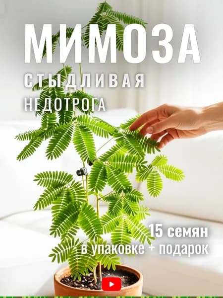 Семена Стыдливая мимоза Недотрога, 15 семян