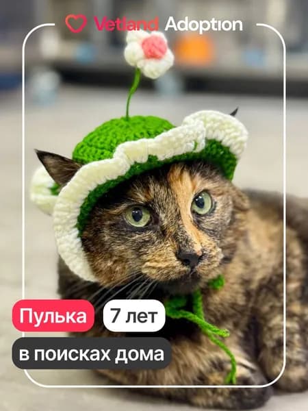 Помочь Пульке найти дом