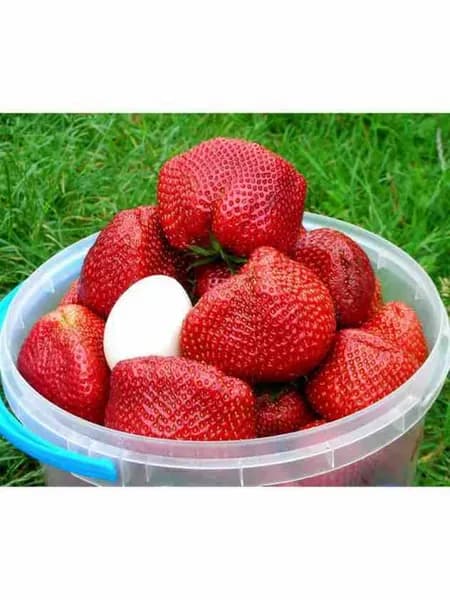Саженцы клубники детский кулачок