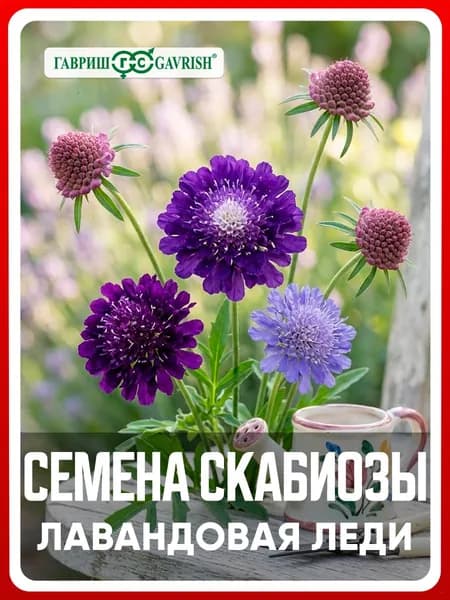 Семена Скабиоза пурпурная "Лавандовая леди" 0,2 г, для дачи, сада и огорода, в открытый грунт
