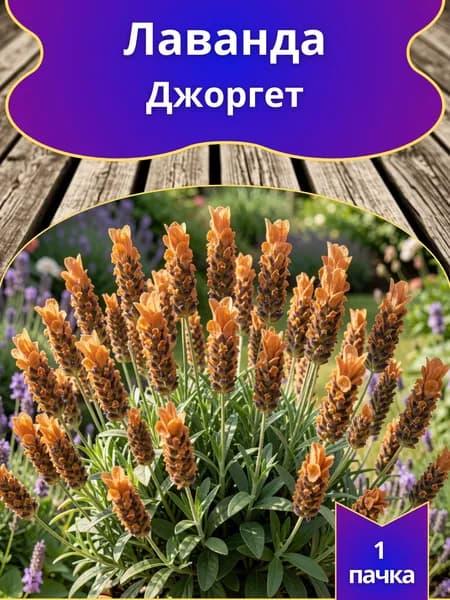 Лаванда Джоргет , семена 10 шт.