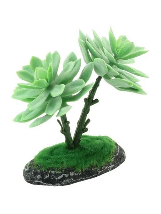 Растение Repti-Zoo 15010REP "Граптоверия", 15 см