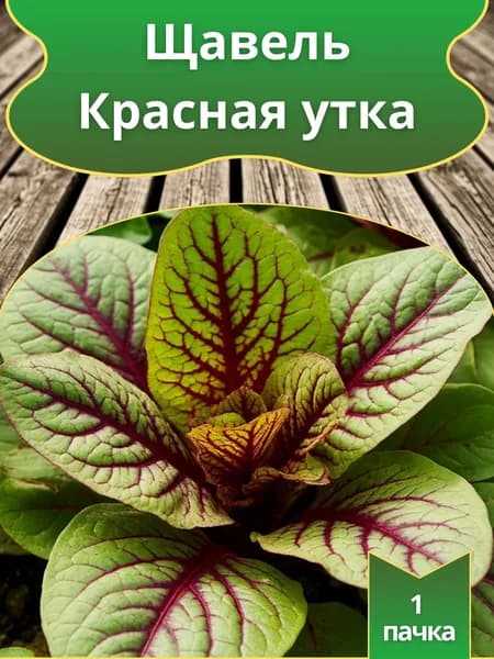 Щавель Красная утка , семена 10 шт.