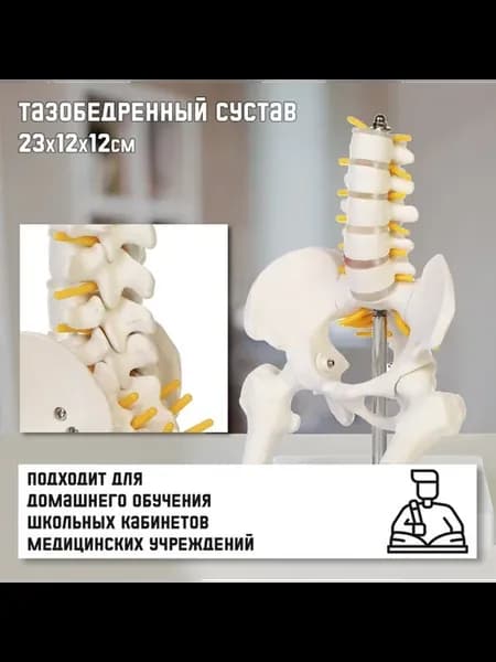 Анатомическая модель