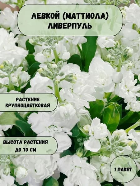 Левкой (Маттиола) Ливерпуль, семена 10 шт