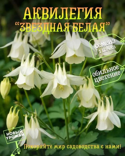 Аквилегия обыкновенная Звездная белая (Starring White), семена, 10 шт.
