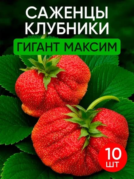 Саженцы клубники Гигант Максим 10 шт