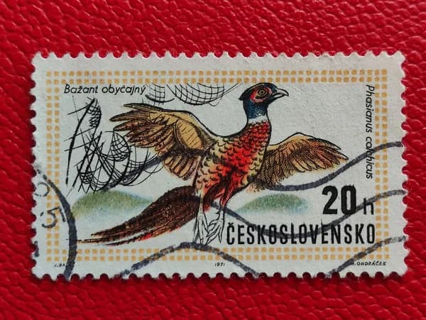 Марки Чехословакия 1971. Птицы: "Фазан (Phasianus colchicus)". Гашение - См фото