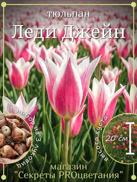 Тюльпан луковицы многолетние Леди Джейн 3 шт