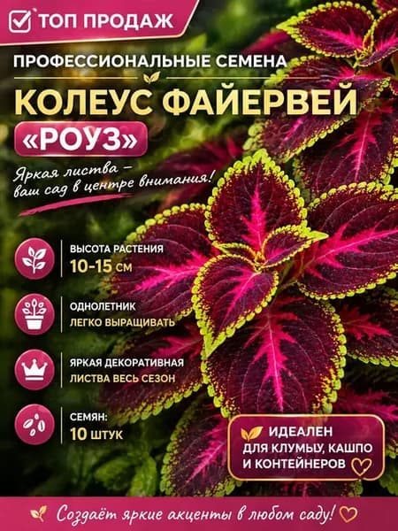 Профессиональные семена цветов Колеус