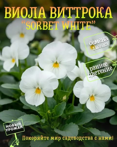 Виола Виттрока Sorbet White, семена, 10 шт.