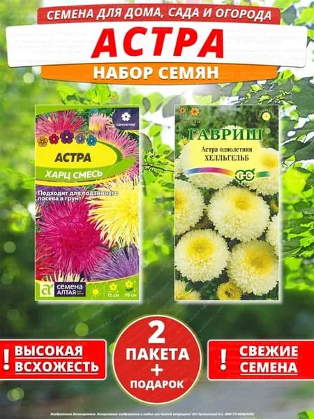 Семена астра для дома сада посадки