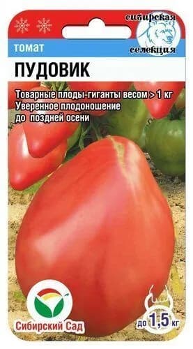 Томат ПУДОВИК