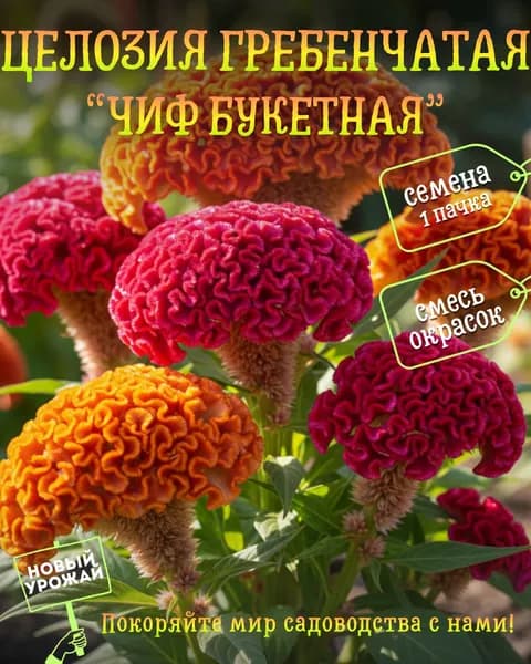 Целозия гребенчатая Чиф букетная (смесь), семена, 10 шт.
