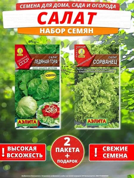 Семена салат для дома сада посадки
