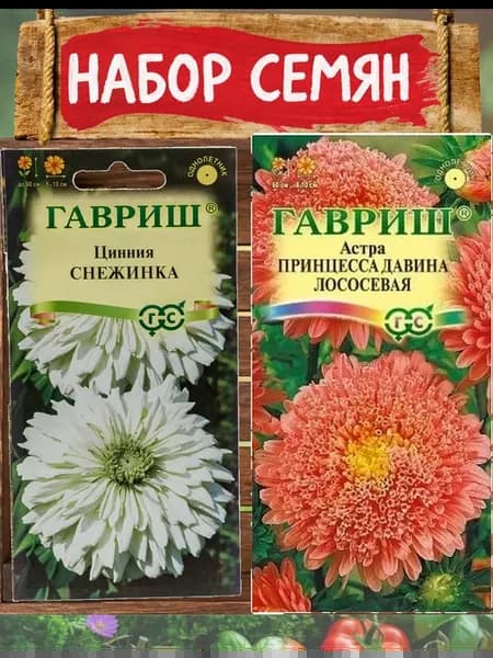 Цинния Снежинка и астра Принцесса Давина Лососевая