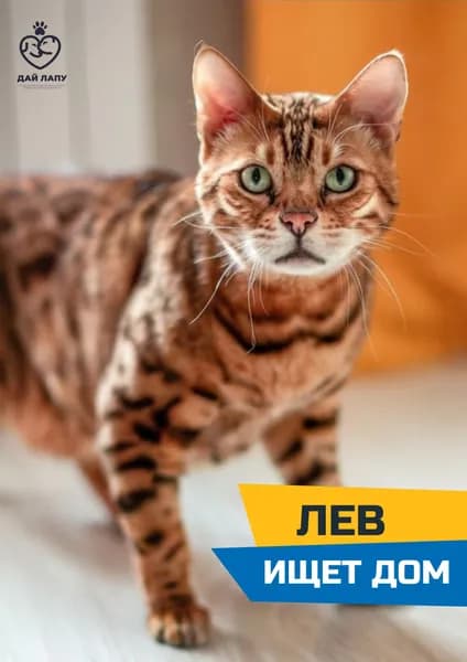 Помочь Лёве найти дом
