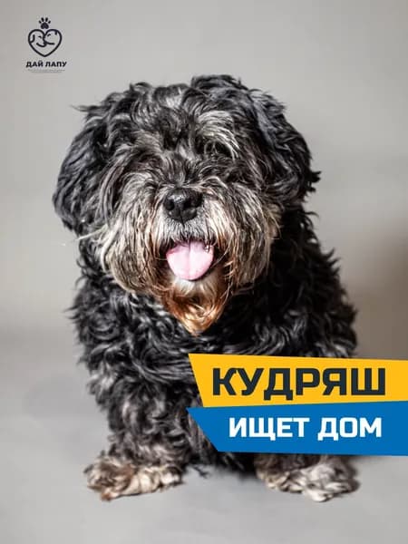 Помочь Кудряшу найти дом