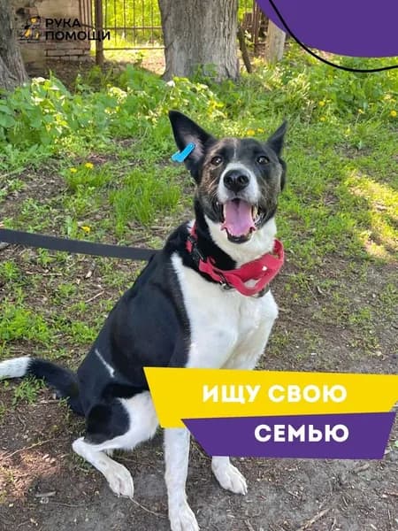 Помочь Зае найти дом