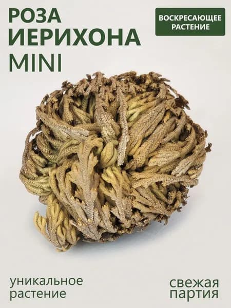 Сухоцветы Роза, 3 см, 30 гр, 1 шт